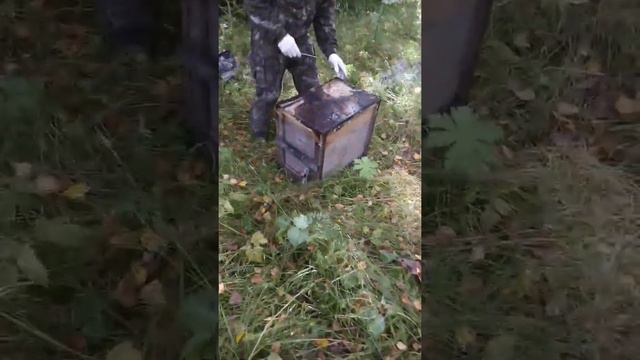 Ловушки для пчёл смотреть онлайн