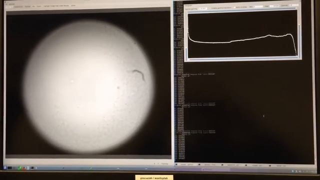 Automated microscopy with my software on a Leica DM6000b w/ Andor Zyla 5.5 camera at Pincus Lab смотреть онлайн