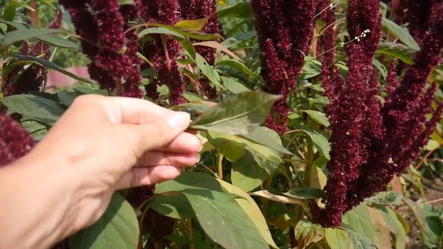 Лечебные свойства и полезные советы