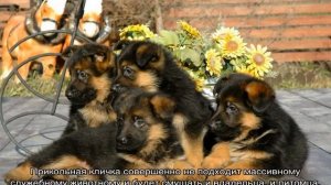 Клички для собак для немецких овчарок мальчика и девочки