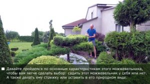 НИВАКИ. Можжевельник Куривао Голд / Juniperus Kuriwao Gold