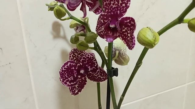 Без кота ? и жизнь не та !!!!Орхидея Дикий кот!!! смотреть онлайн
