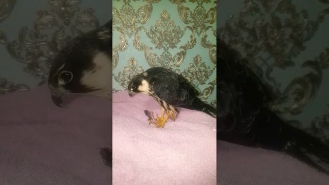 спасли птицу. чеглок. жизнь птицы будет освещаться на канале. смотреть онлайн