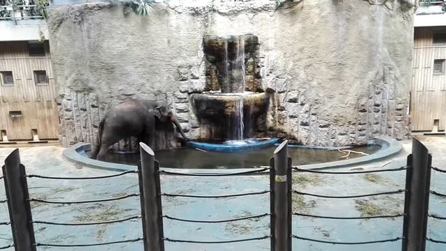 Зоопарк. Москва. #слоны смотреть онлайн
