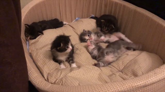 Котята Мейн-кун смотреть онлайн