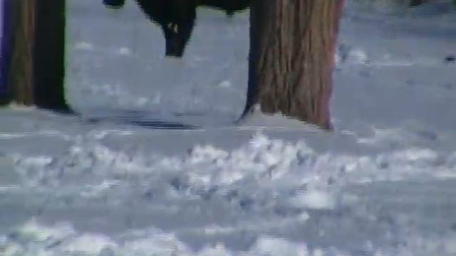 Samsung SMX-K40 Zoom Test Video American Bison смотреть онлайн