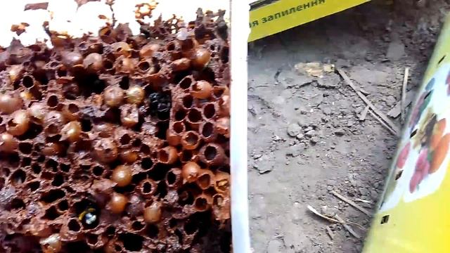 шмелиный улик после трёх месяцев смотреть онлайн