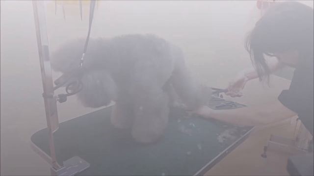 Карликовый пудель, стрижка "модерн". смотреть онлайн
