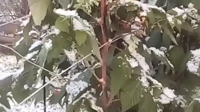 малина садовая сорт ГЕРАКЛ смотреть онлайн