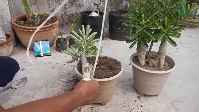How To Make Adenium Anaconda, Tower Adenium, Bottle Adenium ?