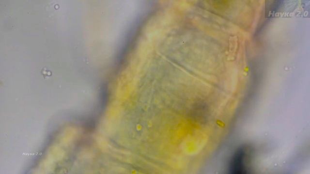 Микромир✌️