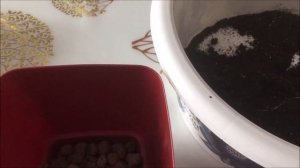 Выращивание острого перца Огненный букет - проращивание, посев, всходы, рассаде 15 дней.