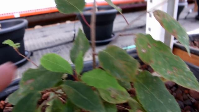 Growing AQUAPONIC KIWI - Things to Consider смотреть онлайн