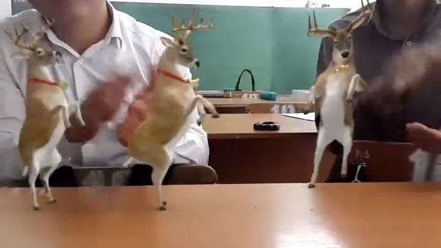 Олени зажигают!!! смотреть онлайн