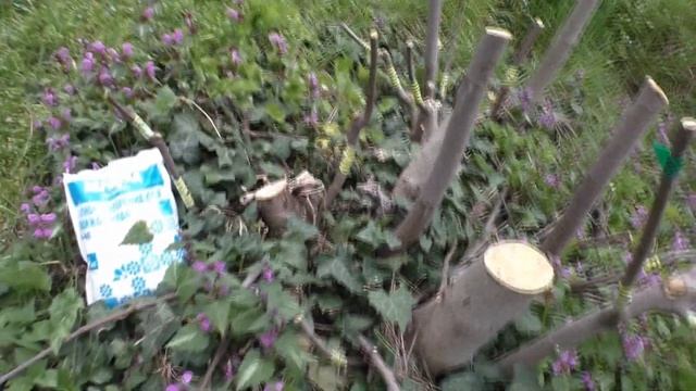 Инжир подкормки азотным удобрением смотреть онлайн