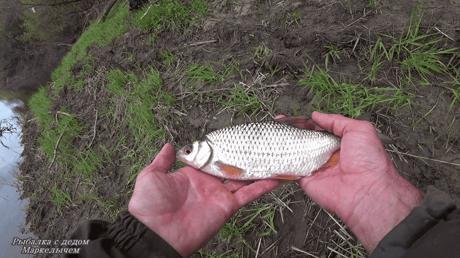 Хорошая плотва на муравья. смотреть онлайн