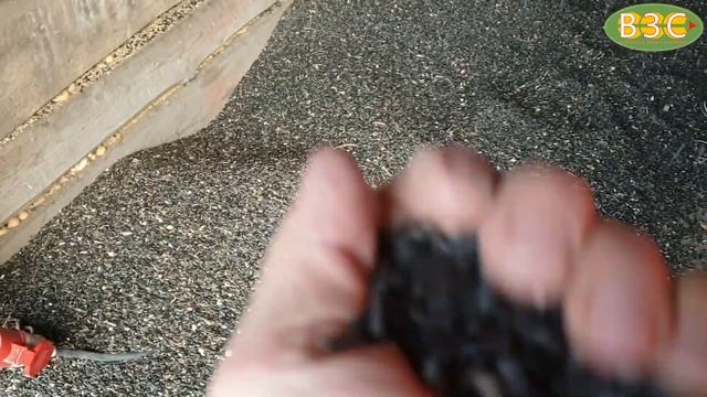 Зерноочиститель ПЗК-60 "Мамонт". Очистка семечки. Тамбовская обл., Токаревский р-н, д. Безукладовка смотреть онлайн