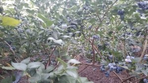 Голубика сорт Чандлер, 5 августа 2020 год