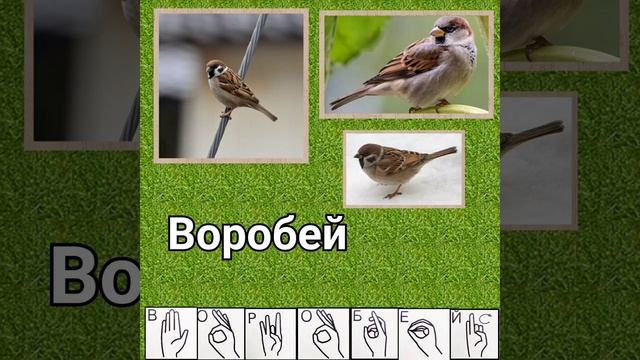 "Птицы" учим слова. Название птиц смотреть онлайн