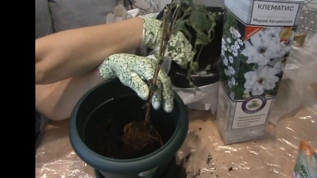 Купили Клематис! Что с ним делать?/Посадка и уход за Клематисом до высадки в грунт. смотреть онлайн