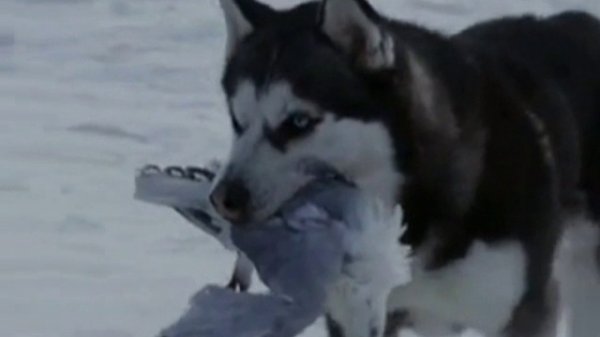 SHOIRA OTABEKOVA DIMA DIMA REMIKX