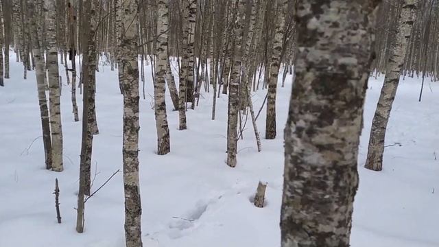 Где искать рога лося зимой смотреть онлайн
