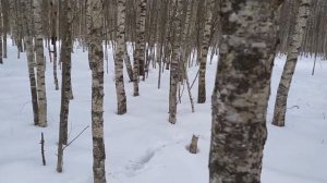 Где искать рога лося зимой