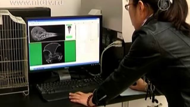 Удивительное устройство головы дятла смотреть онлайн