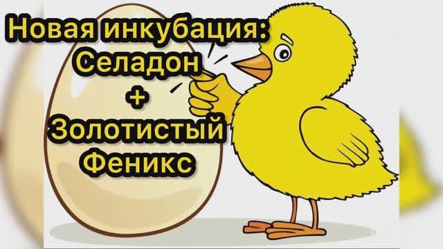 Новая инкубация: Селадон + Золотистый Феникс смотреть онлайн