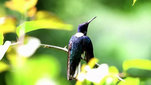 6 минут про удивительных диких животных с расслабляющей музыкой для снятия стресса смотреть онлайн