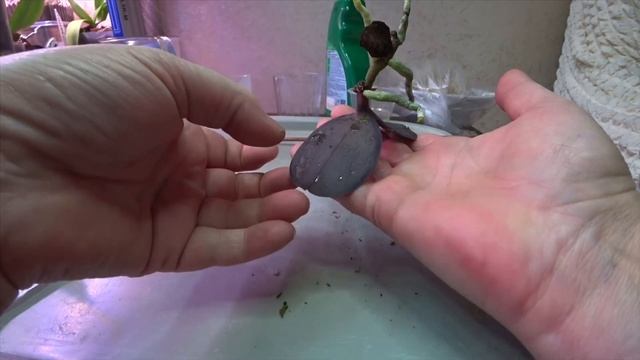 Орхидеи / Распаковка и посадка детки орхидеи Леопард Принц Голд Леопард 18 ноября 2022 г. смотреть онлайн