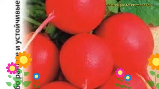 Редис Охотский (Редис). Краткий обзор, описание характеристик, где купить семена raphanus sativus смотреть онлайн