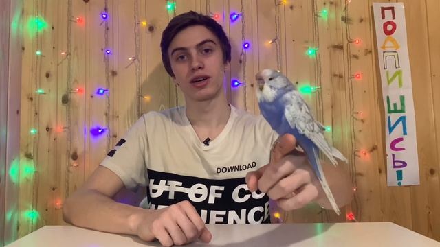 Первые дни волнистого попугая дома. Как и в чем везти попугая? смотреть онлайн