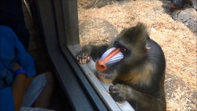Baboon shows off funny faces смотреть онлайн