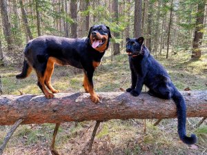Леопард Луна и ротвейлер Венза. Прогулка сквозь бурелом