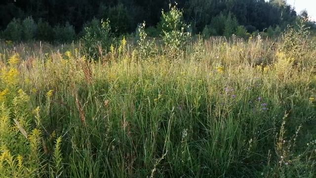 Луговое разнотравие