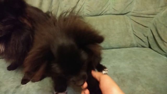 Как научить собаку давать лапу смотреть онлайн