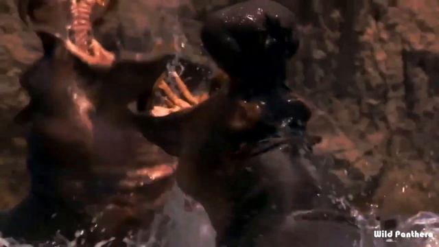 HIPPO VS RHINO - Hippo Vs Rhino Who Will Win | White Rhino Vs Hippo