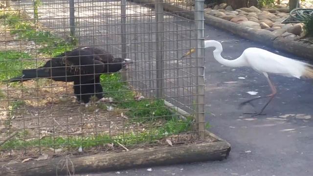 Eagle Attacks Bird At Featherdale  Wildlife Park, Sydney, Australia