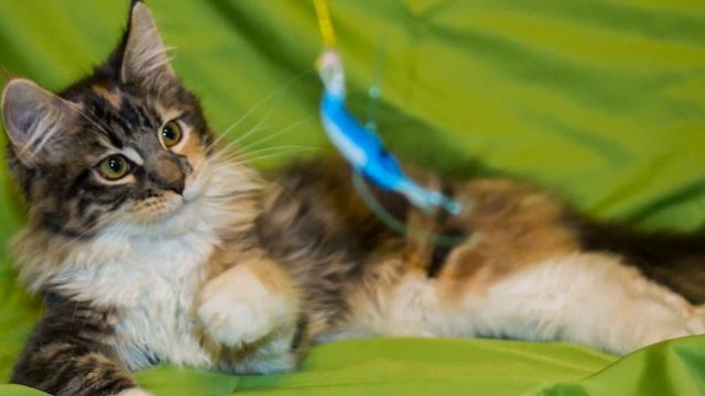 Котята Мейн кун мальчик и девочка смотреть онлайн