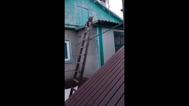 Целый день мяукает кот смотреть онлайн