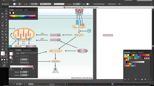 Graphical abstract tutorial | Rod shape protein | life science illustration смотреть онлайн
