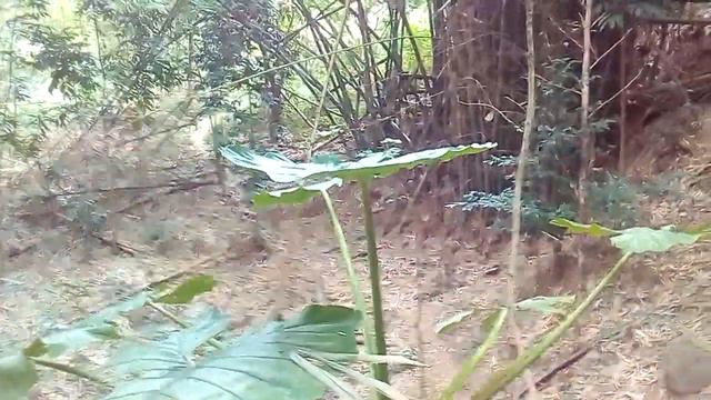 Alocasia, Giant Elephant Ear, (Badiang) смотреть онлайн