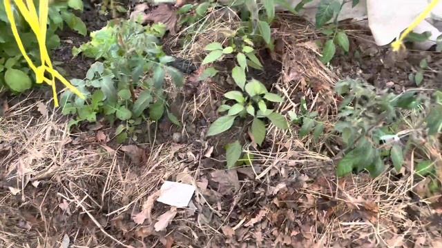 Дачные дела . Продолжаю посевы . Обзор теплицы с томатами цветами зеленью перцами смотреть онлайн