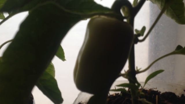 ВЫРАЩИВАНИЕ БОЛГАРСКОГО ПЕРЦА В КОМНАТЕ НА ОКНЕ смотреть онлайн