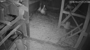 Что вы не знали про ласку, куницу и хорька, как они воруют кур в курятнике