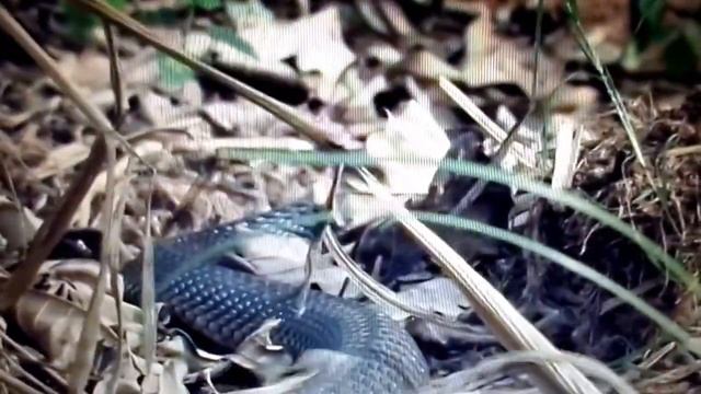 кобра атакует=cobra attack смотреть онлайн