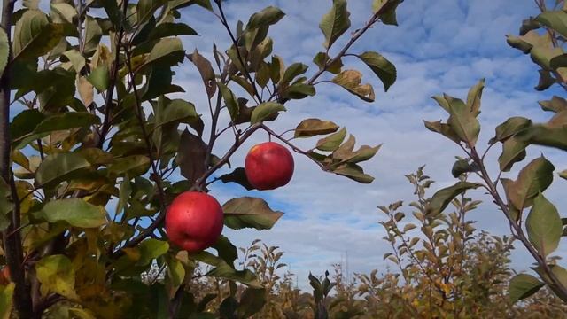 Яблоня ЧЕМПИОН СПОРТ / Клон сорта Чемпион смотреть онлайн