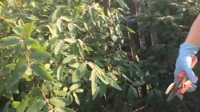 Жимолость:обработка после плодоношенья и сорта! смотреть онлайн