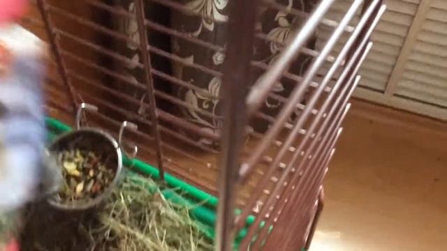 Утро моей шиншиллы смотреть онлайн